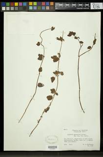 Hibiscus macranthus image