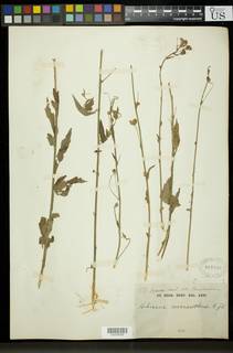 Hibiscus micranthus image