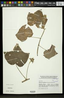 Image of Hibiscus rostellatus
