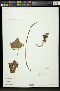 Hibiscus rostellatus image