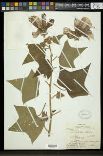 Hibiscus rostellatus image