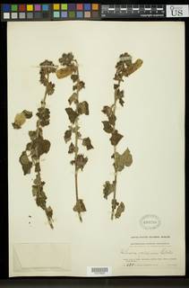 Hibiscus volkensii image