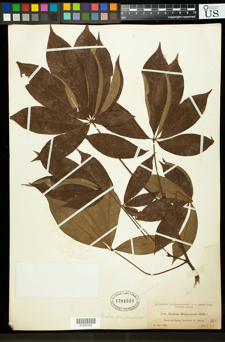 Ceiba aesculifolia subsp. parvifolia image