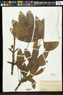 Ceiba aesculifolia subsp. parvifolia image