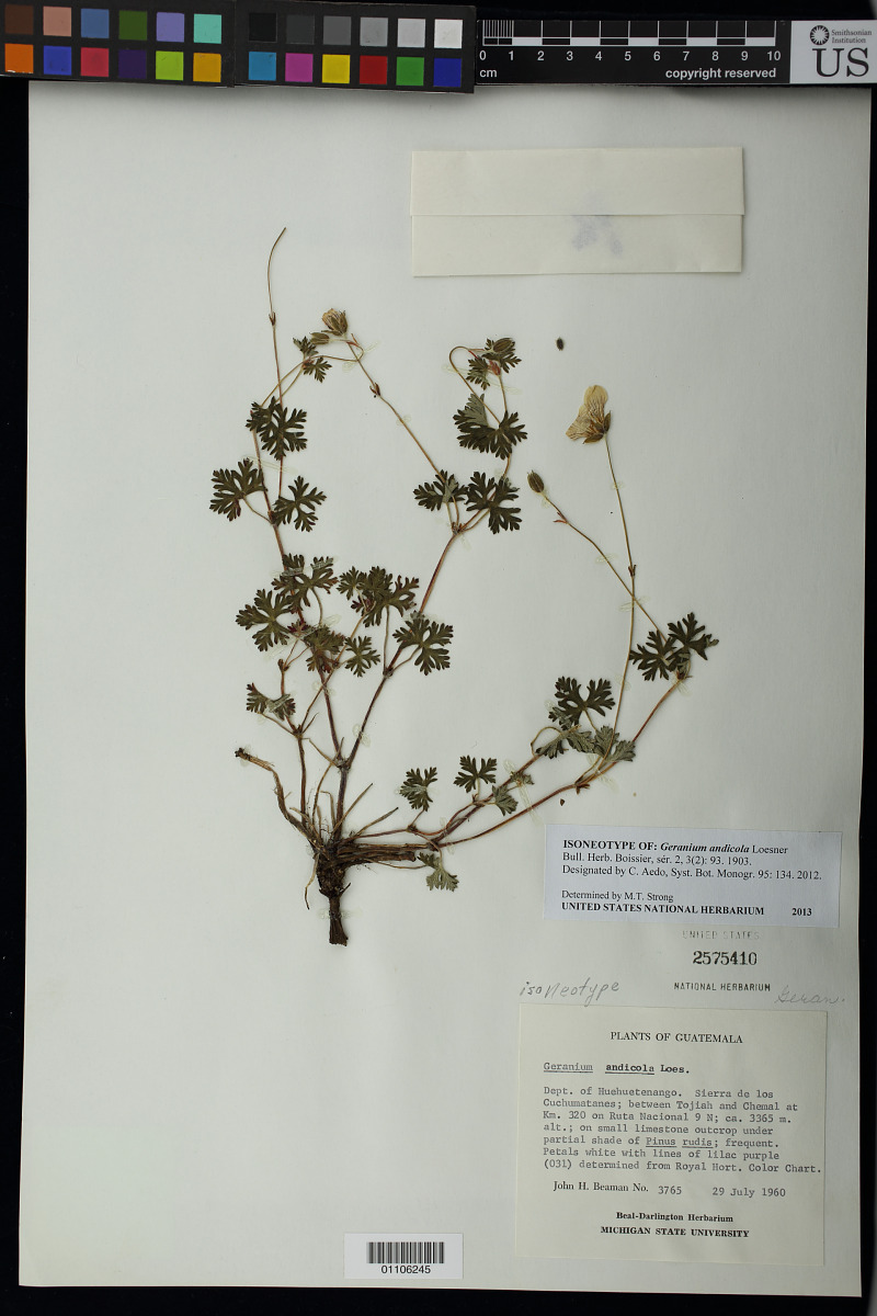 Geranium andicola var. brevipedicellatum image