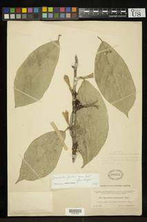 Quararibea funebris subsp. funebris image