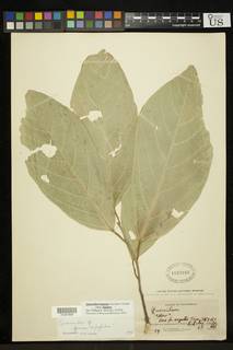 Quararibea funebris subsp. funebris image