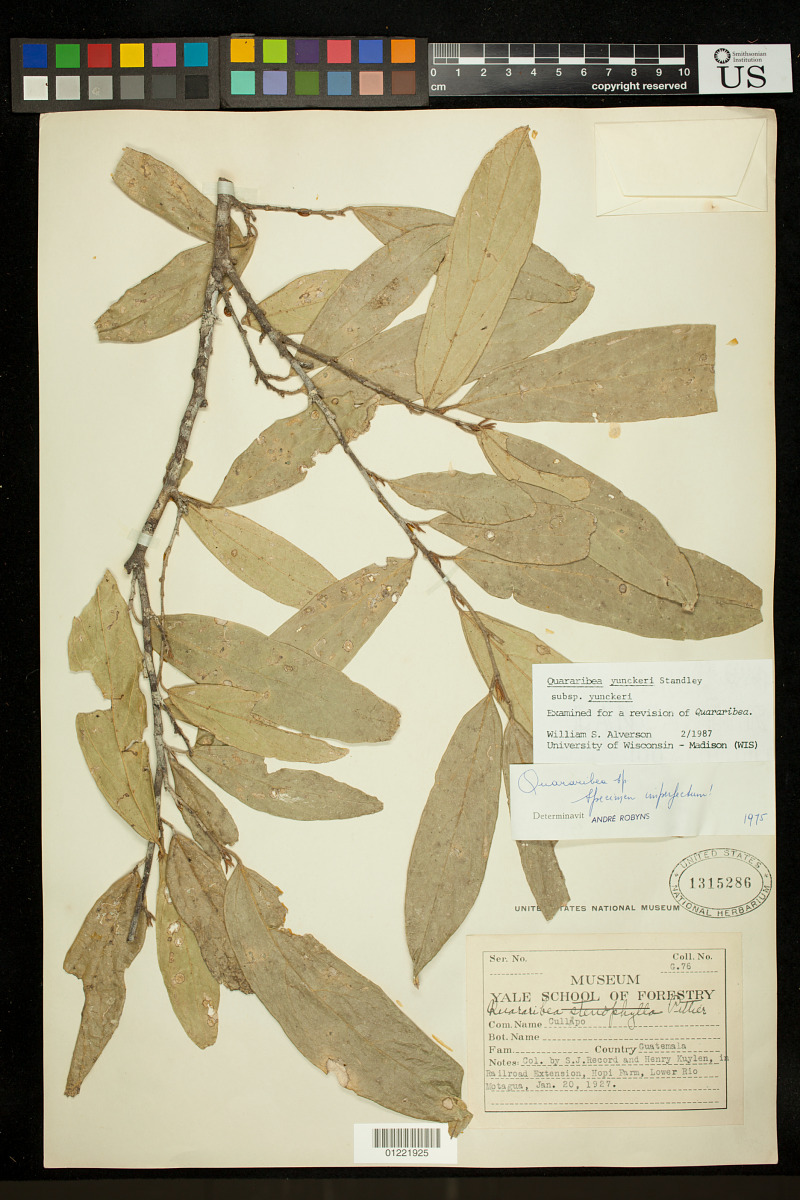 Quararibea yunckeri subsp. yunckeri image