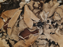 Parmotrema eurysacum image