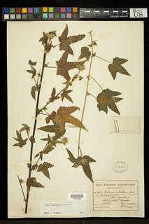 Hibiscus vitifolius image