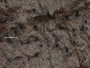 Naetrocymbe punctiformis image