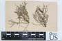 Arthonia farinacea image
