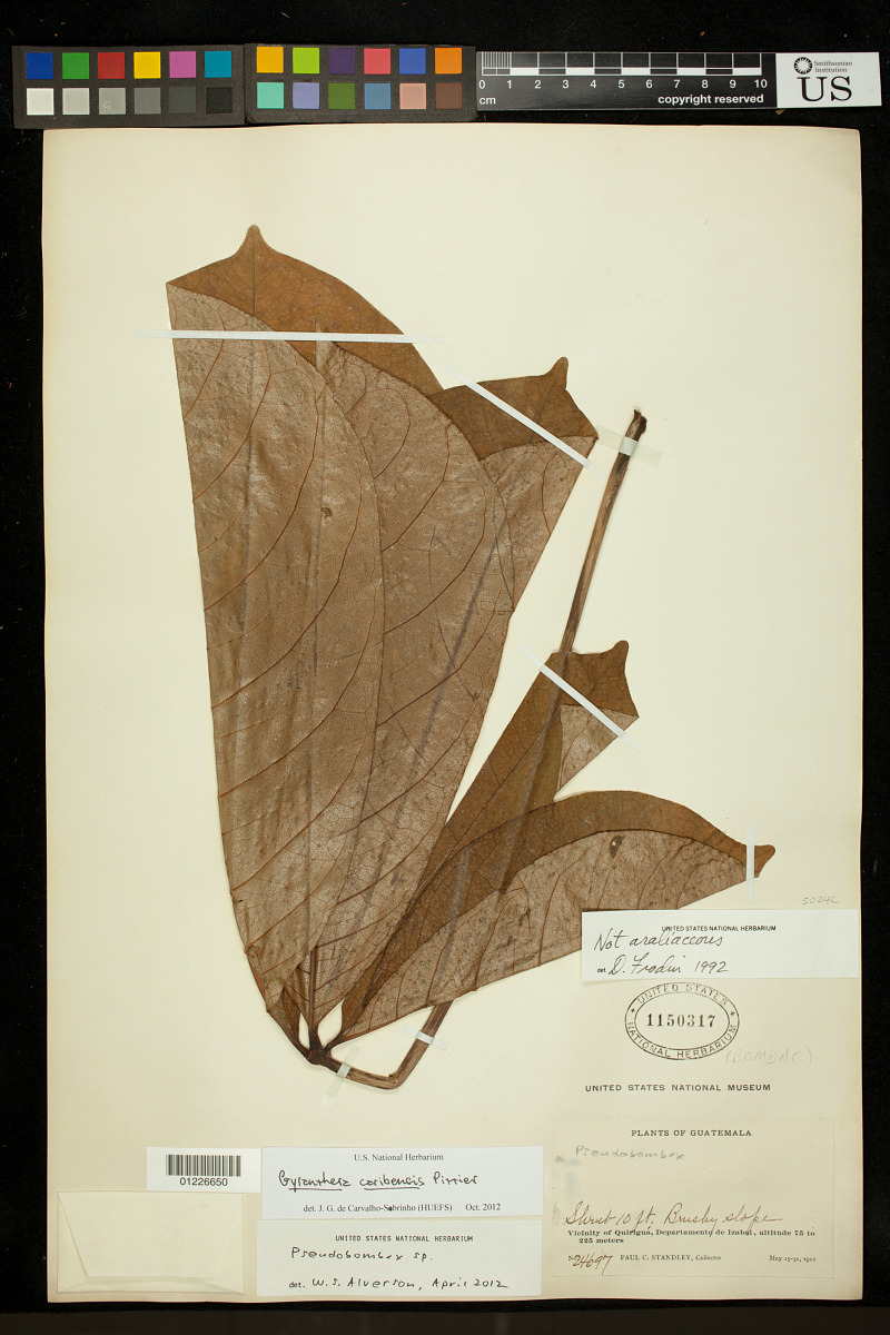 Gyranthera caribensis image