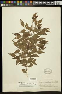 Image of Myrciaria floribunda
