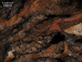 Acroscyphus sphaerophoroides image