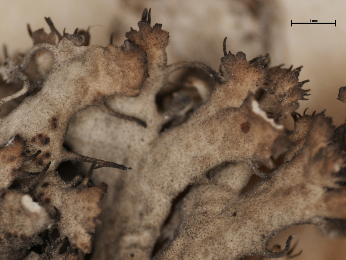 Anaptychia ciliaris subsp. ciliaris image