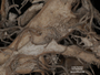 Anaptychia ciliaris image