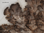 Anaptychia desertorum image