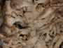 Anaptychia palmulata image
