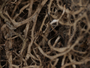 Anaptychia crinalis image