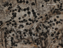 Anisomeridium tamarindi image