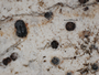 Anthracothecium albescens image