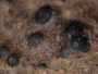 Anthracothecium papilliferum image