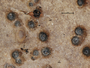 Anthracothecium papilliferum image