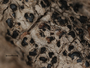Arthonia macularis image