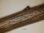 Arthonia microscopica image