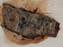 Arthonia microsperma image
