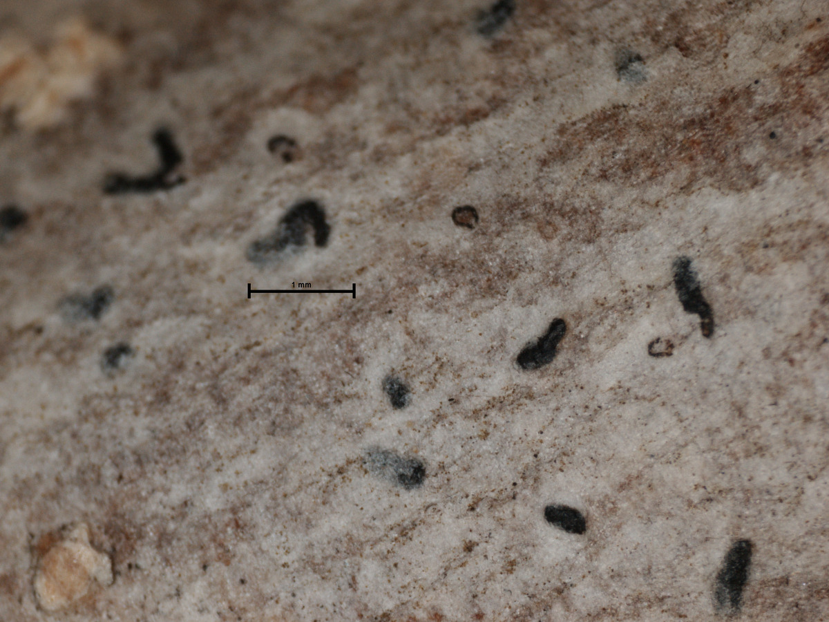 Arthonia microspermella image