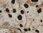 Arthonia platygraphidea image