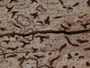 Arthonia rubrocincta image
