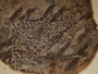 Arthonia subastroidella image