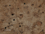 Constrictolumina malaccitula image