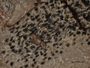 Allarthothelium albovirescens image