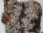 Lepidocollema marianum image