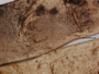 Dactylina arctica image