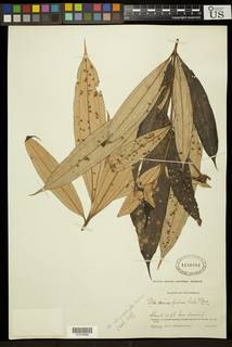 Miconia chrysophylla image