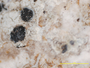 Bilimbia flavidosulphurea image