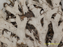 Leucodermia appalachensis image