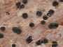 Constrictolumina planorbis image
