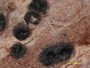 Constrictolumina planorbis image