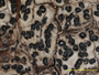 Arthopyrenia glaucescens image