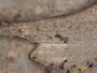 Bilimbia caryotae image