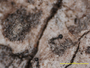 Calicium constrictum image