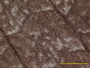 Asterothyrium robinsonii image