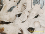 Polyblastidium japonicum image