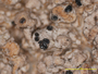 Sclerococcum pertusariicola image